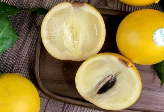 Tham khảo giá vú sữa hoàng kim và cách chọn mua vú sữa ngon