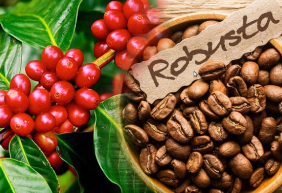 Giá cà phê hôm nay 8/12: Quay đầu giảm 600 đồng/kg sau phiên tăng hôm qua