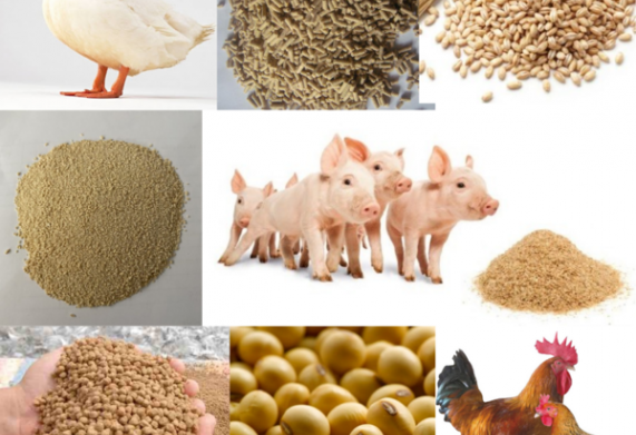 Quy trình đánh giá, chứng nhận hợp quy lĩnh vực thức ăn chăn nuôi