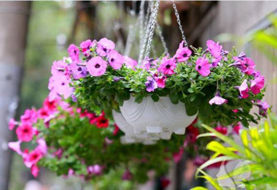 Cách gieo hạt dạ yến thảo cho hoa đẹp nở rực rỡ quanh năm 