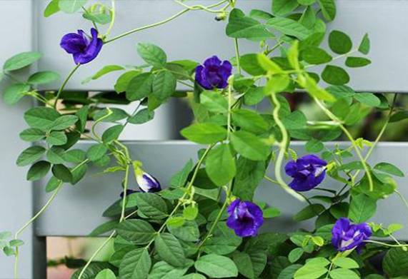 Hướng dẫn cách gieo hạt đậu biếc và chăm sóc cây tại nhà đơn giản