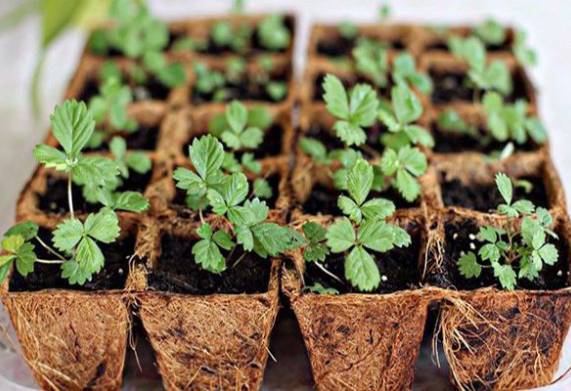 Cách gieo hạt dâu tây và chăm sóc cây đúng cách