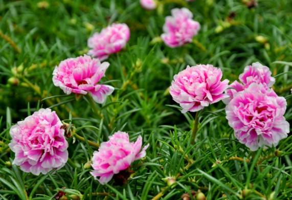 Cách gieo hạt hoa mười giờ và chăm sóc để hoa nở đẹp quanh năm