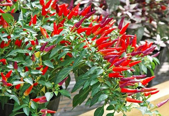 Cách gieo hạt ớt và chăm sóc cây sau gieo trồng