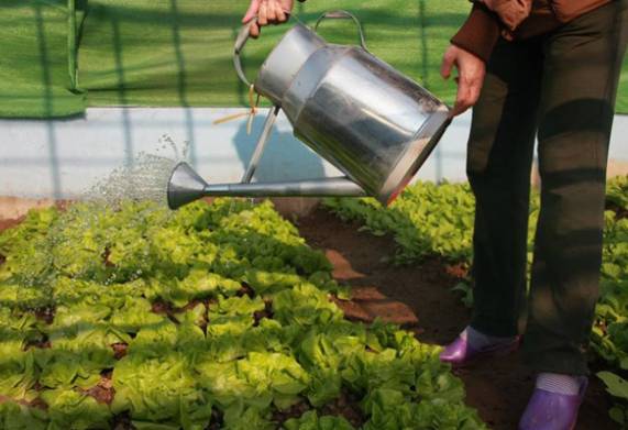 Cách gieo hạt xà lách, chăm sóc cây trong thùng xốp cho rau sạch quanh năm