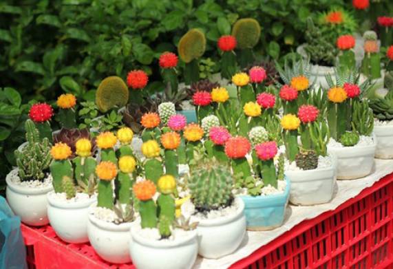 Cách gieo hạt xương rồng và chăm sóc cây đúng cách