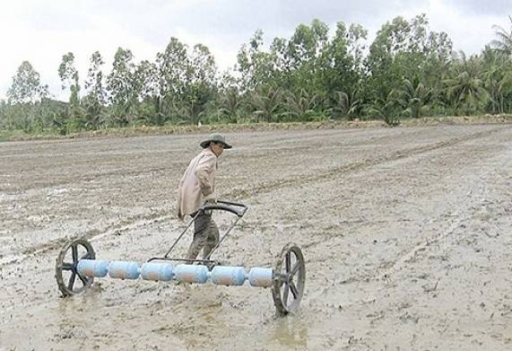 Hướng dẫn gieo lúa theo kỹ thuật gieo thẳng nhanh chóng, hiệu quả