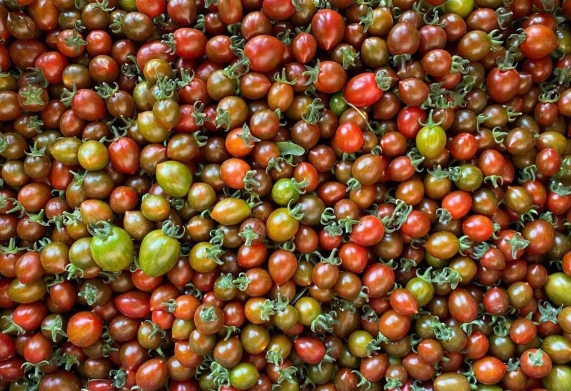 Cà chua socola - Tìm hiểu đặc điểm và điều kiện ngoại cảnh để trồng cà chua socola