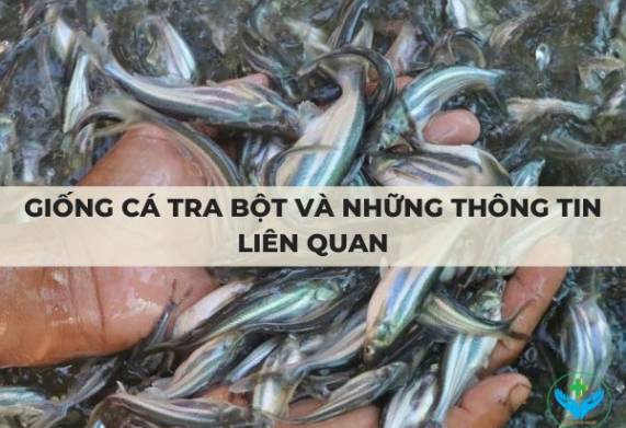 Giống cá tra bột và những thông tin liên quan