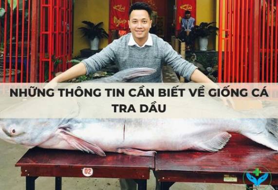 Những thông tin cần biết về giống cá tra dầu