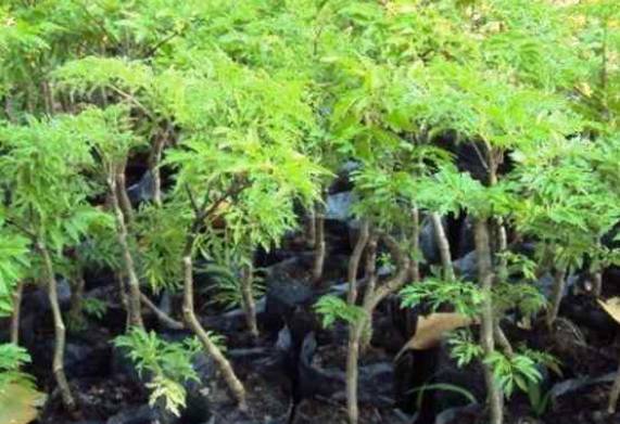 Giống cây đinh lăng: Nguồn gốc, đặc điểm hình dáng và phân loại 