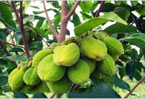 Giống cây gió bầu: Nguồn gốc, đặc điểm thực vật và sinh trưởng