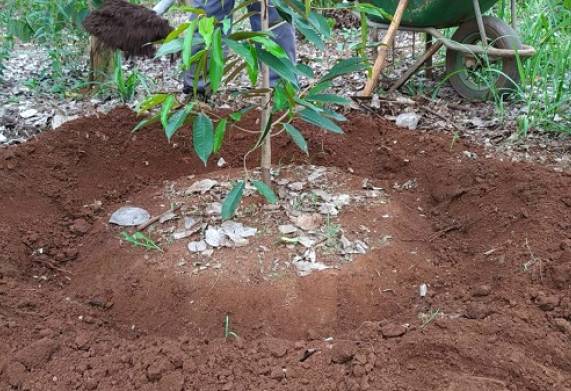 Hướng dẫn bón phân đúng cách cho giống cây sầu riêng phát triển tốt