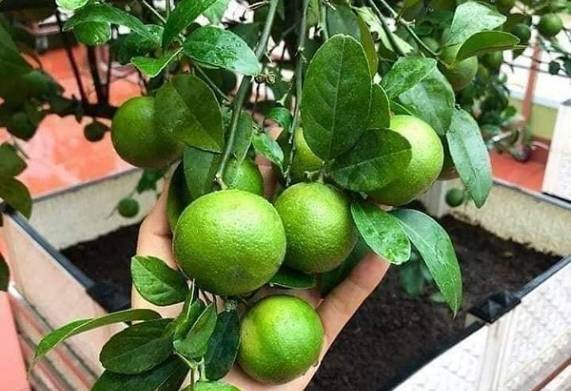 Tìm hiểu nguồn gốc, đặc điểm của giống chanh tứ quý