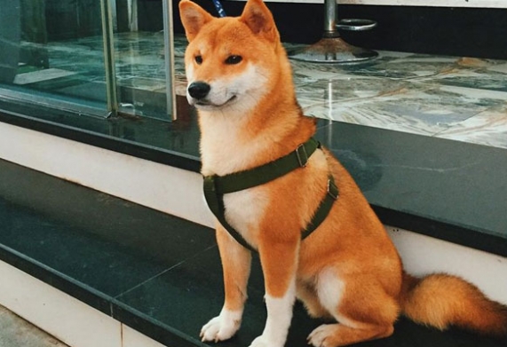 Giống chó Akita Inu: Tìm hiểu nguồn gốc, đặc điểm ngoại hình, tích cách, phân loại chó Akita