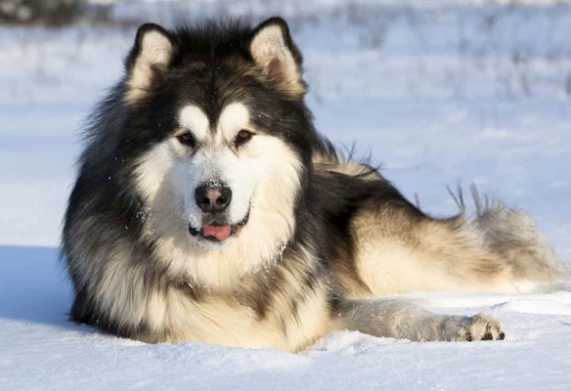 Chó Alaskan Malamute giá bao nhiêu tiền? Kinh nghiệm mua chó Alaska thuần chủng