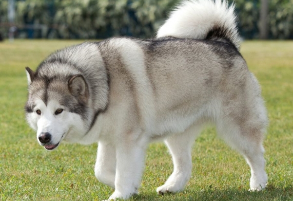 Giống chó Alaskan Malamute: Nguồn gốc, đặc điểm, các loại chó Alaska phổ biến
