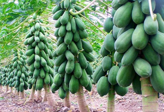 Giống đu đủ lùn - giống đu đủ siêu quả, quả ngọt ngon bậc nhất hiện nay 