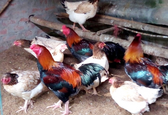 Giống Gà Hồ - Nguồn gốc, đặc điểm và tập tính