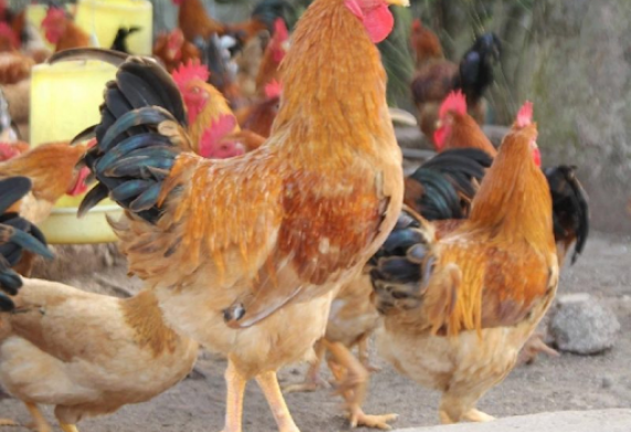 Gà Tàu Vàng - Nguồn gốc, đặc điểm sinh học và các bệnh thường gặp