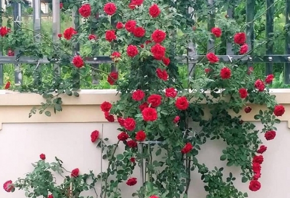 Hoa hồng leo cổ Hải Phòng - giống hồng leo ra hoa quanh năm