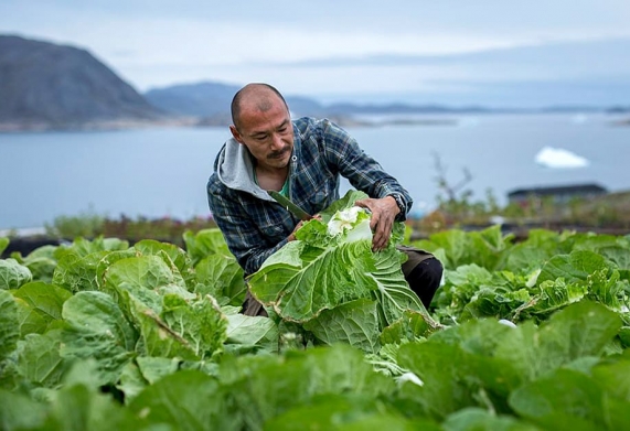 Greenland phát triển nông nghiệp xanh nhờ băng tan