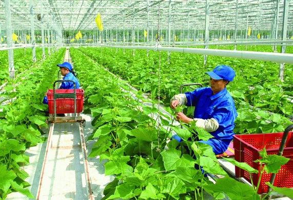 Nhược điểm của nông nghiệp hữu cơ