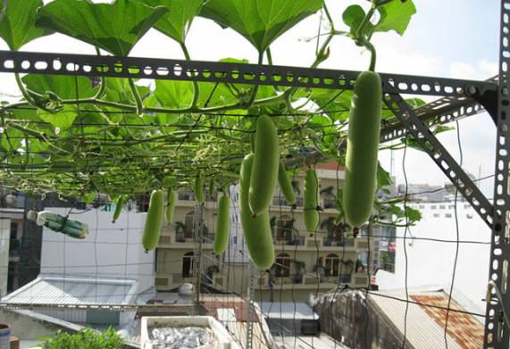 Kỹ thuật gieo hạt giống bí đao, chăm sóc cây trong thùng xốp cho năng suất cao