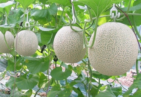 Hạt giống dưa lưới - nguồn gốc và phân loại 
