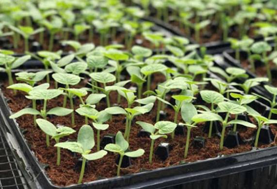 Kỹ thuật gieo hạt giống dưa lưới và chăm sóc cây trồng hiệu quả 
