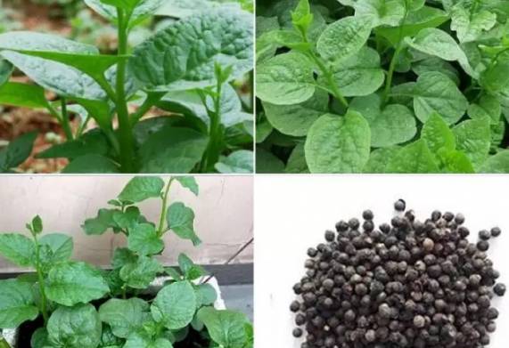 Top những hạt giống rau dễ trồng tại nhà cho rau sạch giàu dinh dưỡng
