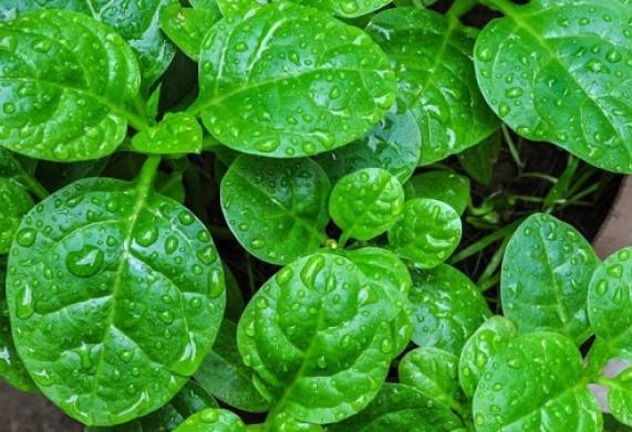 Mách bạn những hạt giống rau dễ gieo trồng trong thùng xốp tại nhà 