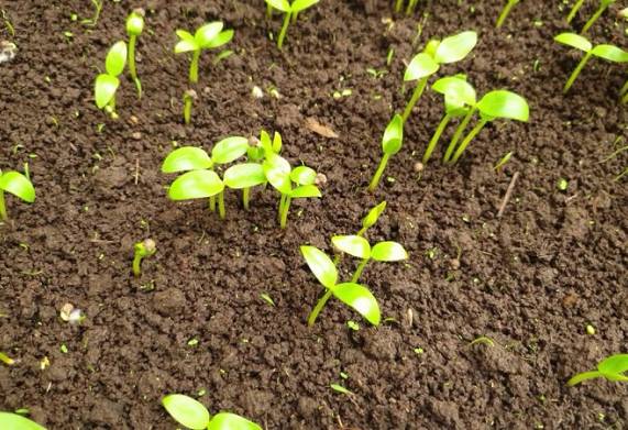 Cách gieo trồng hạt giống rau mồng tơi nảy mầm nhanh, cho rau tươi tốt