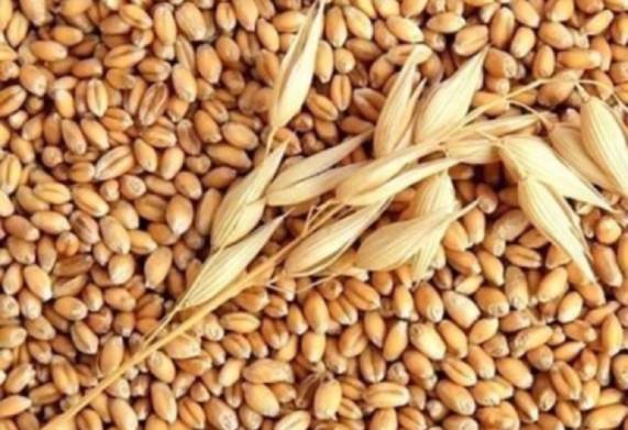 Thương vụ xuất khẩu lúa mì sang thị trường UAE
