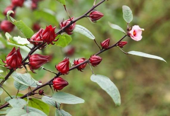Kỹ thuật trồng cây atiso đỏ cho năng suất cao 