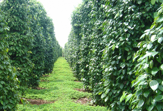 Hành lang pháp lý cho Nông nghiệp hữu cơ đã đầy đủ