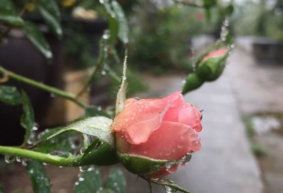 Nguyên nhân và cách khắc phục cây hoa hồng bị úng nước
