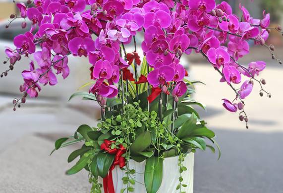 Các loại hoa Lan Hồ Điệp giá rẻ được yêu thích