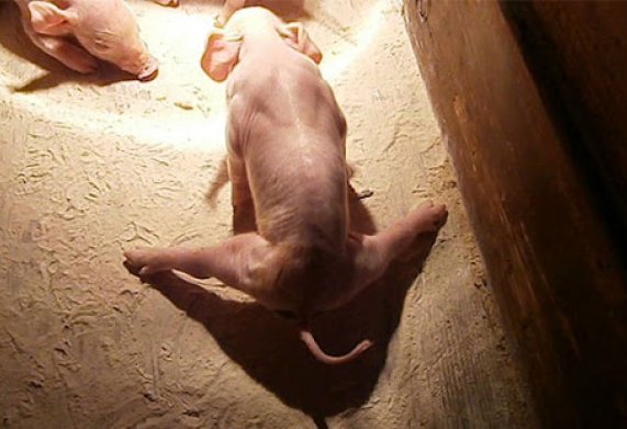 Hội chứng Splayleg (heo con bị què) - nguyên nhân, triệu chứng và cách điều trị