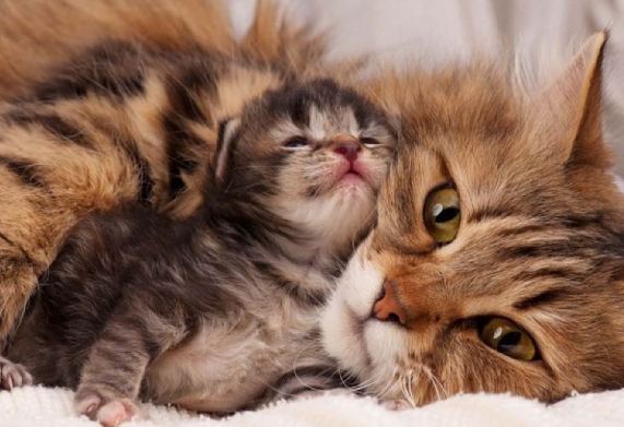 Hội chứng suy giảm dần Fading Kitten Syndrome ở mèo con