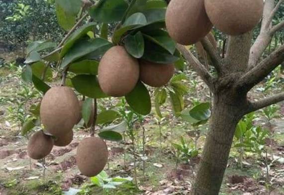 Hồng xiêm xoài: Nguồn gốc và đặc điểm hình dáng