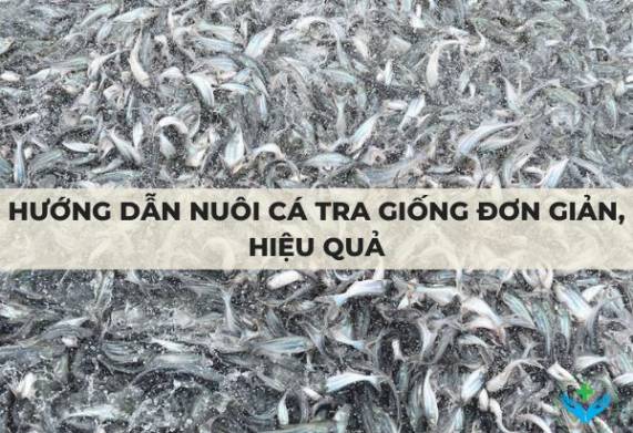 Hướng dẫn nuôi cá tra giống đơn giản, hiệu quả
