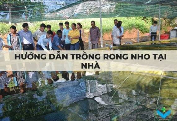 Hướng dẫn trồng rong nho tại nhà đúng cách