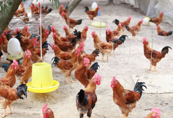 XÂY DỰNG MÔ HÌNH CHĂN NUÔI GÀ THẢ VƯỜN CHUYÊN NGHIỆP – CƠ HỘI ĐỔI ĐỜI CỦA NGƯỜI DÂN