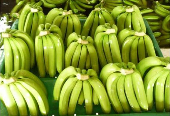 Cơ hội hợp tác xuất khẩu chuối tươi sang thị trường Trung Quốc