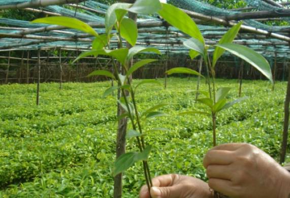 Bật mí kỹ thuật trồng cây quế cho năng suất, chất lượng cao 