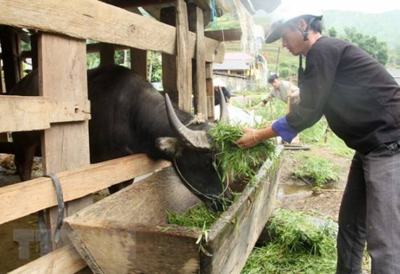Thực hiện kế hoạch phòng chống đói rét cho đàn gia súc vào mùa đông