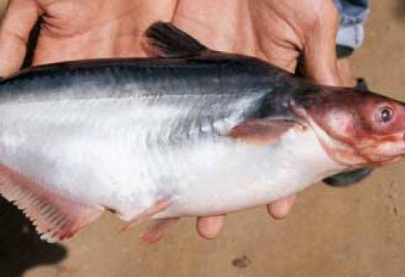 Kháng sinh trị bệnh xuất huyết trên cá tra