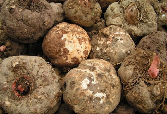 Cây khoai nưa (khoai nái)