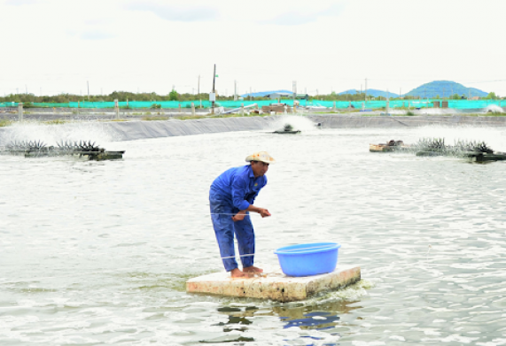 Khoáng ao nuôi trong nuôi tôm - thành phần, công dụng và hướng dẫn sử dụng